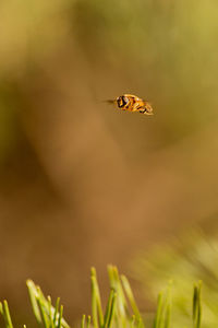 Close-up of bee flying