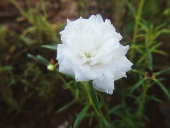 Close-up of white flower blooming outdoors