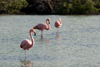 Flamingos in river