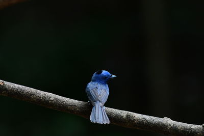 Close-up of bird perching on branch