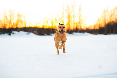 Dog running in snow