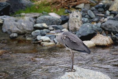 Relax ardea cinerea