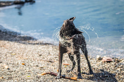 Dog on beach