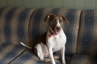 Happy dog sitting on a couch