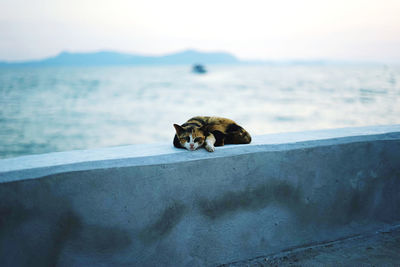 Dog relaxing in a sea