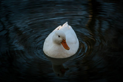 Close-up of swan swimming in lake