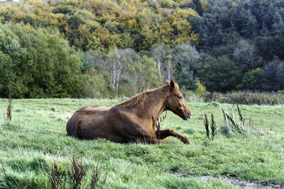 Horse resting