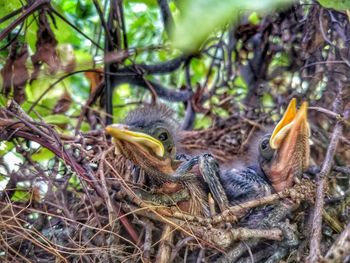 Close-up of birds in nest