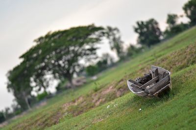 Close-up of shoes on tree trunk