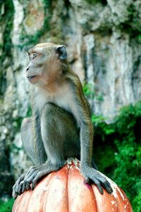 Close-up of monkey sitting on bollard