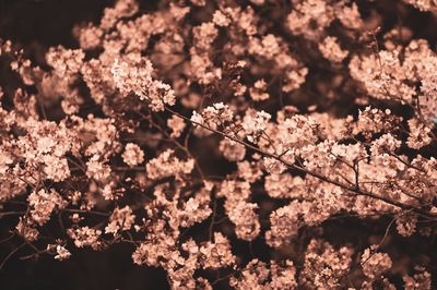 Close-up of cherry blossom tree