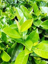 High angle view of plant leaves