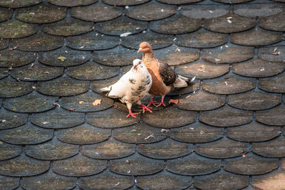 High angle view of bird on cobblestone street