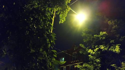 Low angle view of trees at night