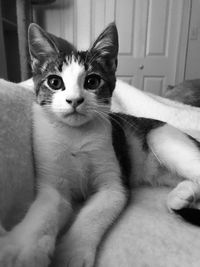 Portrait of cat relaxing on sofa at home