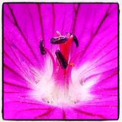 Close-up of bee pollinating on pink flower