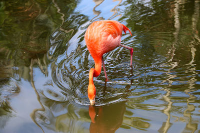 High angle view of a bird drinking water