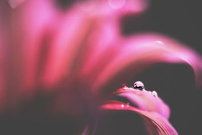 Close-up of pink rose flower