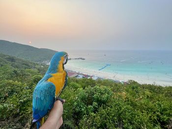 Close-up of macaw perching on beach