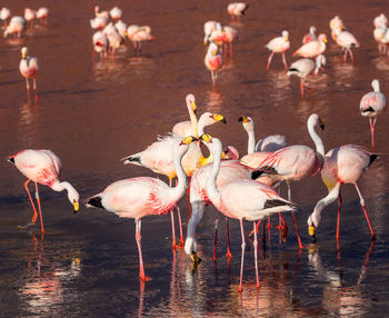 Flock of birds in lake