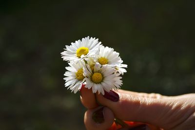 Close-up of hand holding white daisy flower