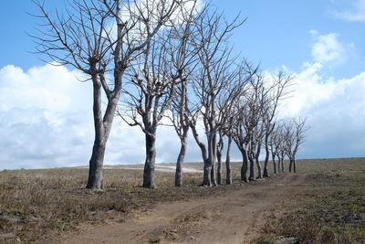 Bare trees on field against sky