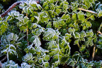 Full frame shot of plants