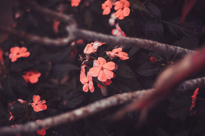 Close-up of flowers against blurred background