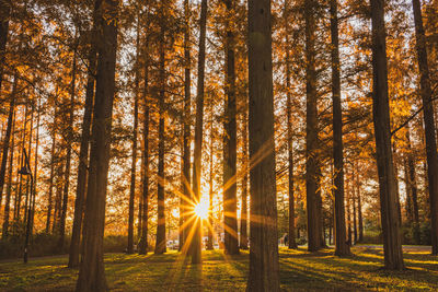 Beautiful foliage of metasequoia trees against evening sunlight.