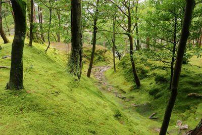 Trees in forest