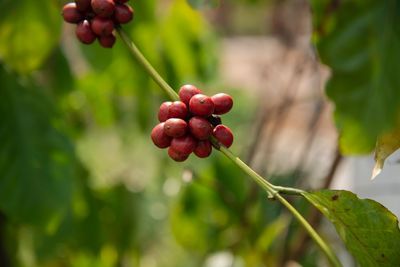 Close-up of red berries growing on plant