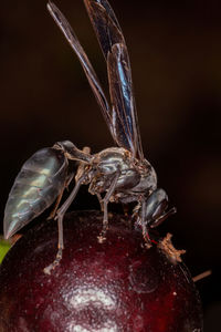 Close-up of insect