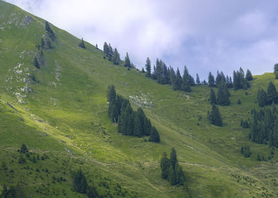 View of beautiful landscape in the alps with fresh green meadows and trees