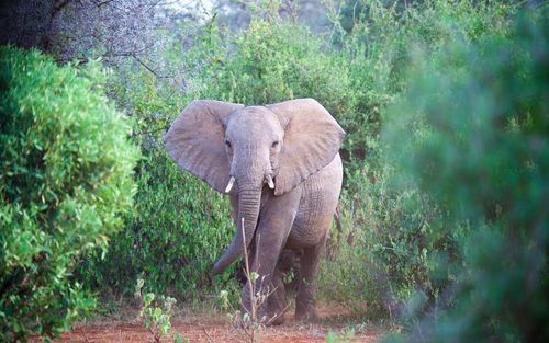 Elephant in forest