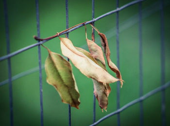 Close-up of green leaves on metal fence