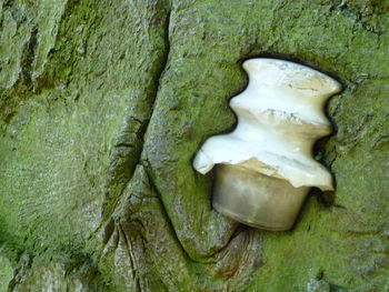 Close-up of tree trunk