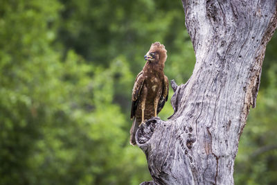 View of bird perching on tree trunk