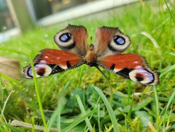 Close-up of butterfly on grass