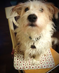 Close-up portrait of dog