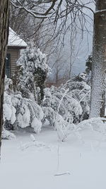 Snow covered trees in winter