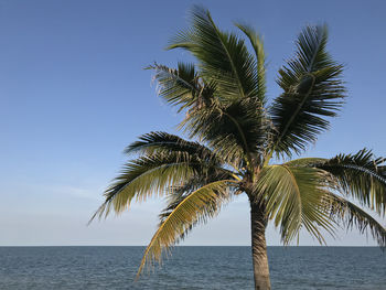 Palm tree by sea against clear sky