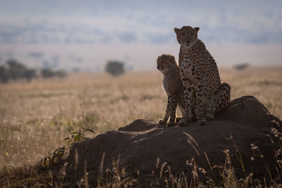 Cheetah sitting on rock in zoo