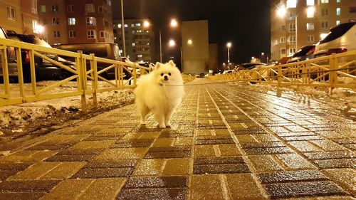 Sheep on street at night