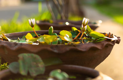Close-up of leaves in basket on table