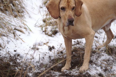 Close-up portrait of dog on grass
