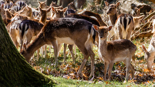 Deer grazing in grass