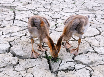 Close-up of deer