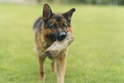 Dog running on field