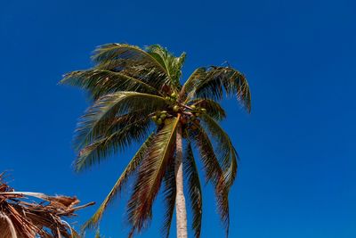 Low angle view of palm tree against clear blue sky