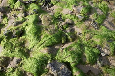High angle view of moss growing on land